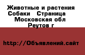 Животные и растения Собаки - Страница 3 . Московская обл.,Реутов г.